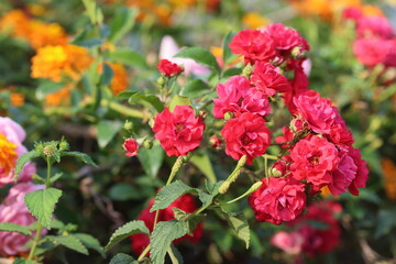 pink and yellow flowers in the garden