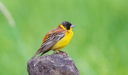 
Black-headed Bunting (Emberiza melanocephala) comes to Turkey from Africa to breed in the summer months. It is widespread in Asia and Europe during the summer months. It is a songbird.