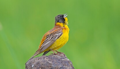 
Black-headed Bunting (Emberiza melanocephala) comes to Turkey from Africa to breed in the summer months. It is widespread in Asia and Europe during the summer months. It is a songbird.
