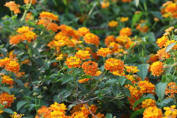yellow lantana (shrub verbenas or lantanas) flowers in spring