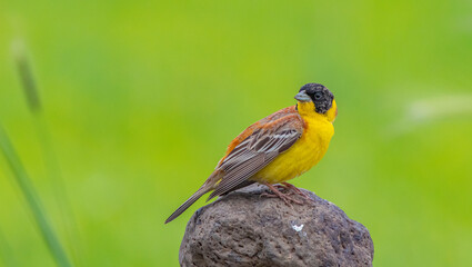 
Black-headed Bunting (Emberiza melanocephala) comes to Turkey from Africa to breed in the summer...