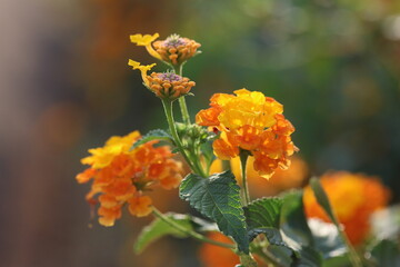 yellow lantana (shrub verbenas or lantanas) flowers in spring