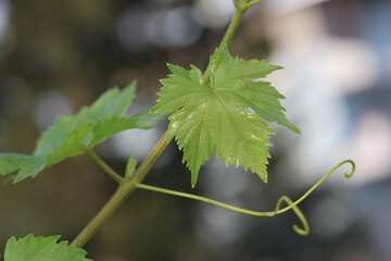 fresh grape vine leaves in spring

