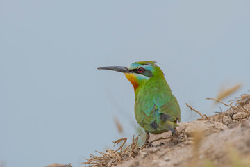 Blue-cheeked Bee-eater (Merops persicus) comes from the African continent to the southern parts of Turkey to breed in the summer months. It is a rare species.