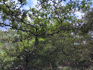 Fototapeta premium Leaves of Terminalia Ivorensis Chev Bonsai in bloom creates beautiful canopy