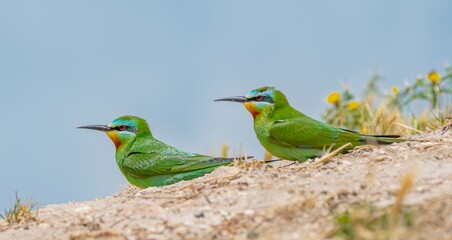 Blue-cheeked Bee-eater (Merops persicus) comes from the African continent to the southern parts of Turkey to breed in the summer months. It is a rare species.