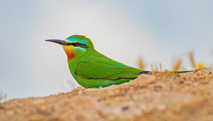 Blue-cheeked Bee-eater (Merops persicus) comes from the African continent to the southern parts of Turkey to breed in the summer months. It is a rare species.