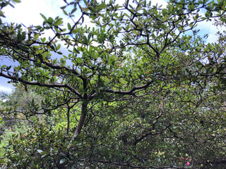 Leaves of Terminalia Ivorensis Chev Bonsai in bloom creates beautiful canopy