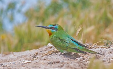 Blue-cheeked Bee-eater (Merops persicus) comes from the African continent to the southern parts of Turkey to breed in the summer months. It is a rare species.