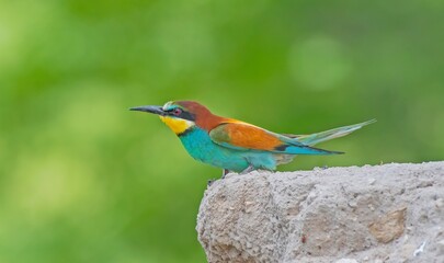European Bee-eater (Merops apiaster) is a common bee-eater species that spends the winter in Africa...
