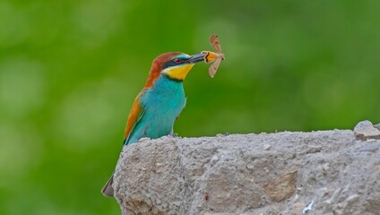 European Bee-eater (Merops apiaster) is a common bee-eater species that spends the winter in Africa...