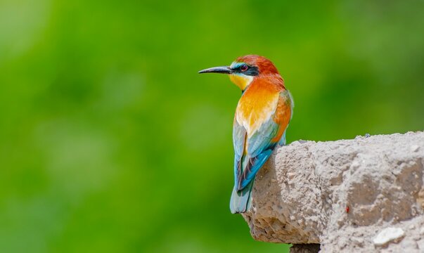 European Bee-eater (Merops apiaster) is a common bee-eater species that spends the winter in Africa and comes to Asia and Europe to breed in the summer.
