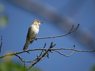 Great Reed Warbler perched on tree