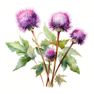 purple thistle flowers watercolor painting clip art preview