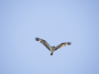 Osprey Flying in blue sky