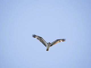 Fototapeta na wymiar Osprey Flying in blue sky