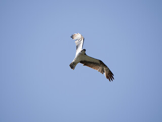 Osprey Flying in blue sky