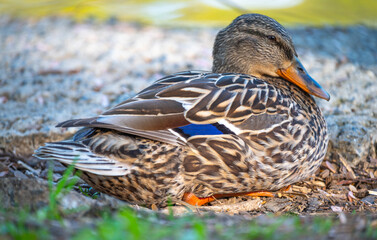 Closeup of female mallard duck brown patterned feathers blue accent speculum feather
