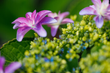 紫陽花