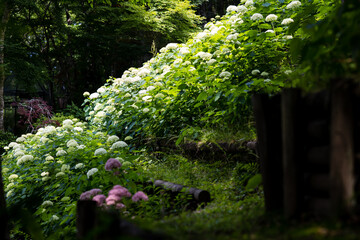 紫陽花