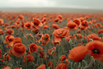 Obraz premium A poppy field in bloom, a poignant symbol of remembrance for fallen soldiers, concept of remembrance and sacrifice.