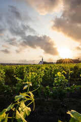 In the foreground you can find beautiful green vineyards in a landscape shot. In the background...