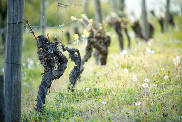 First  spring leaves in grape vine on a vineyard in rural village in Serbia . Grapes is starting to...