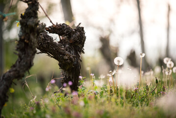 First  spring leaves in grape vine on a vineyard in rural village in Serbia . Grapes is starting to...