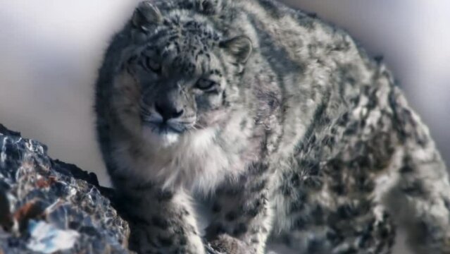 Extreme Close Up View Of Wild Snow Leopard