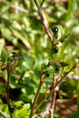 Agelastica alni, the alder leaf beetle
