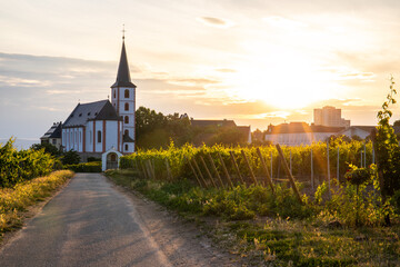 In the foreground you can find beautiful green vineyards in a landscape shot. In the background there is an old church with the sun setting behind it. Vineyards of the city of Frankfurt in Hochheim 