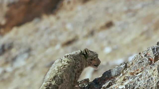 Amazing View Of Snow Leopard Looking For Prey