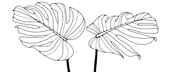 Contour of monstera leaves isolated on white background. Hand-drawn tropical leaves can be used for coloring pages, book publications, and pattern creation. © Лилия Агапова