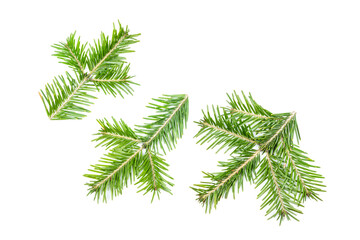 Green fir branches isolated on white background. Item for packaging, design, mockup.
