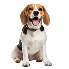 Cute beagle dog on transparent background PNG