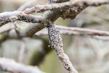 Fruit trees trunk disease, illness, treatment at orchard in spring or autumn season. Garden problem...