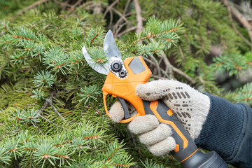 Gardener's hand prunes and cuts branches of a spruce, fir tree, pine in the garden with using...