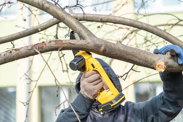 Gardener cuts branch on a tree, with using small handheld lithium battery powered chainsaw. Season...