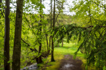 Fototapeta premium green forest in the morning