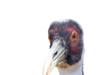 マナヅルの頭にクローズアップ