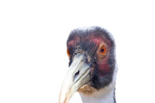 マナヅルの頭にクローズアップ