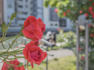 中之島公園のバラ園