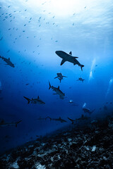 Obraz na płótnie Canvas shark and diver in the deep from fakarava