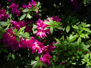 山に咲いた鮮やかなツツジの花