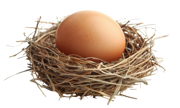 Brown egg within a rustic nest made of interwoven twigs and straw, cut out