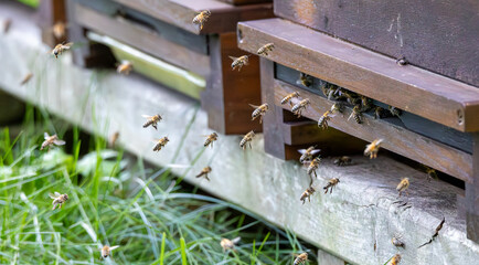 Swarms of bees at the hive entrance in a heavily populated honey bee, - obrazy, fototapety, plakaty