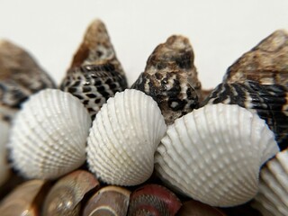seashells on a white background, closeup of shells
