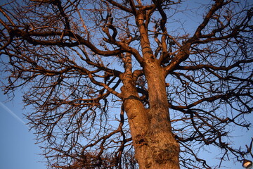 tree with sky