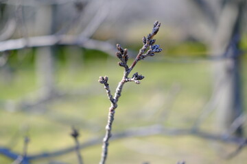 春の訪れを知らせる桜の蕾

