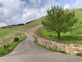 Zauberhafte Landschaft lädt zum Wandern ein auf dem Weinkulturweg in Kröv durch die Weinberge